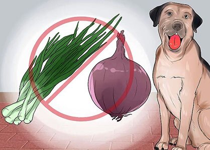 luk-sobake лук собаке